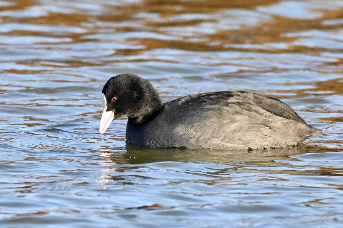 Eurasian Coot - ML646394681