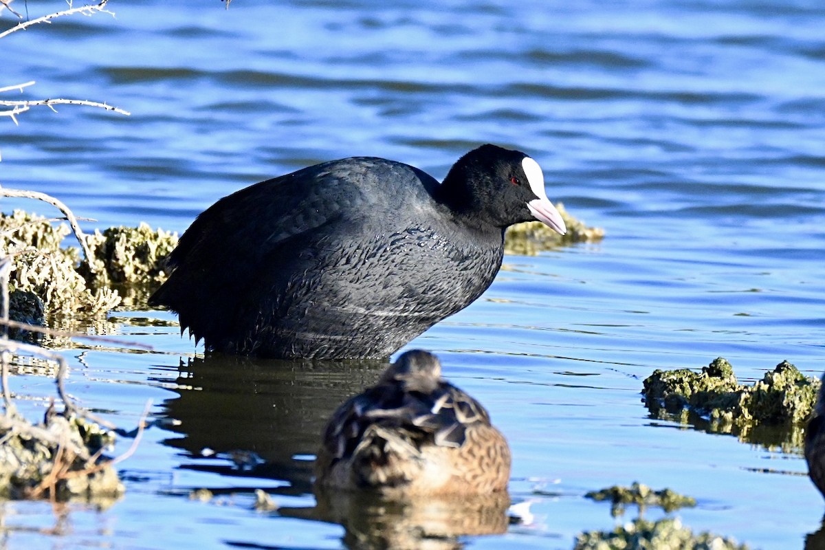 Eurasian Coot - ML646394682