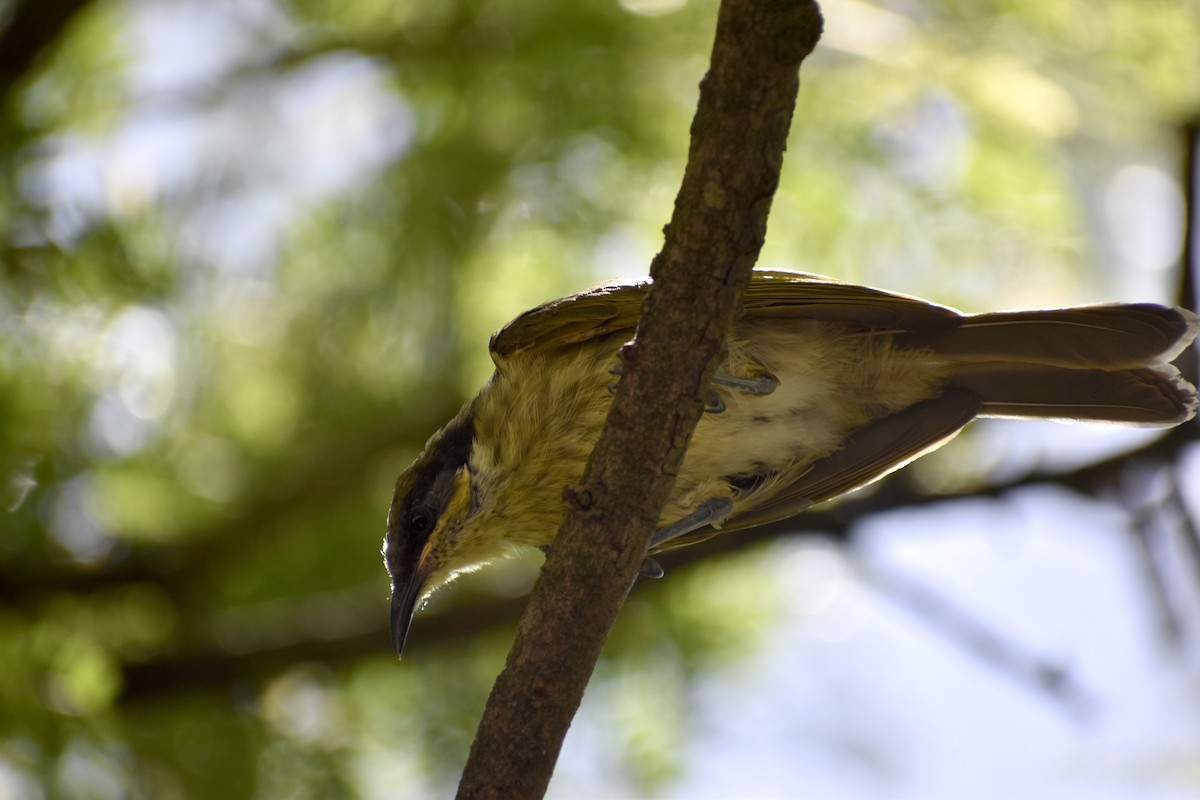 Varied Honeyeater - ML646394686