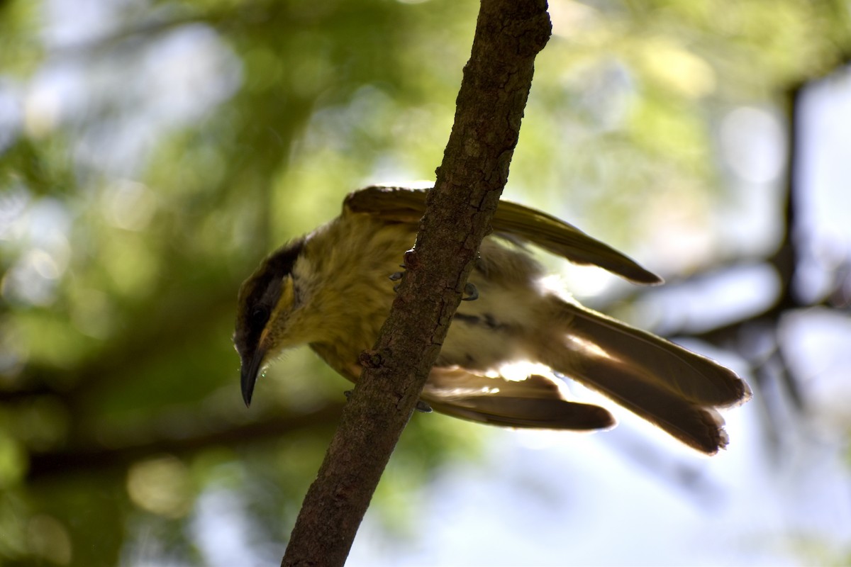 Varied Honeyeater - ML646394687