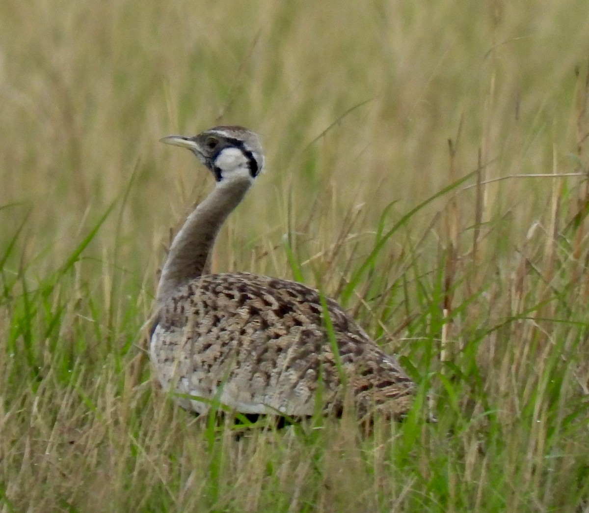 Black-bellied Bustard - ML646394688