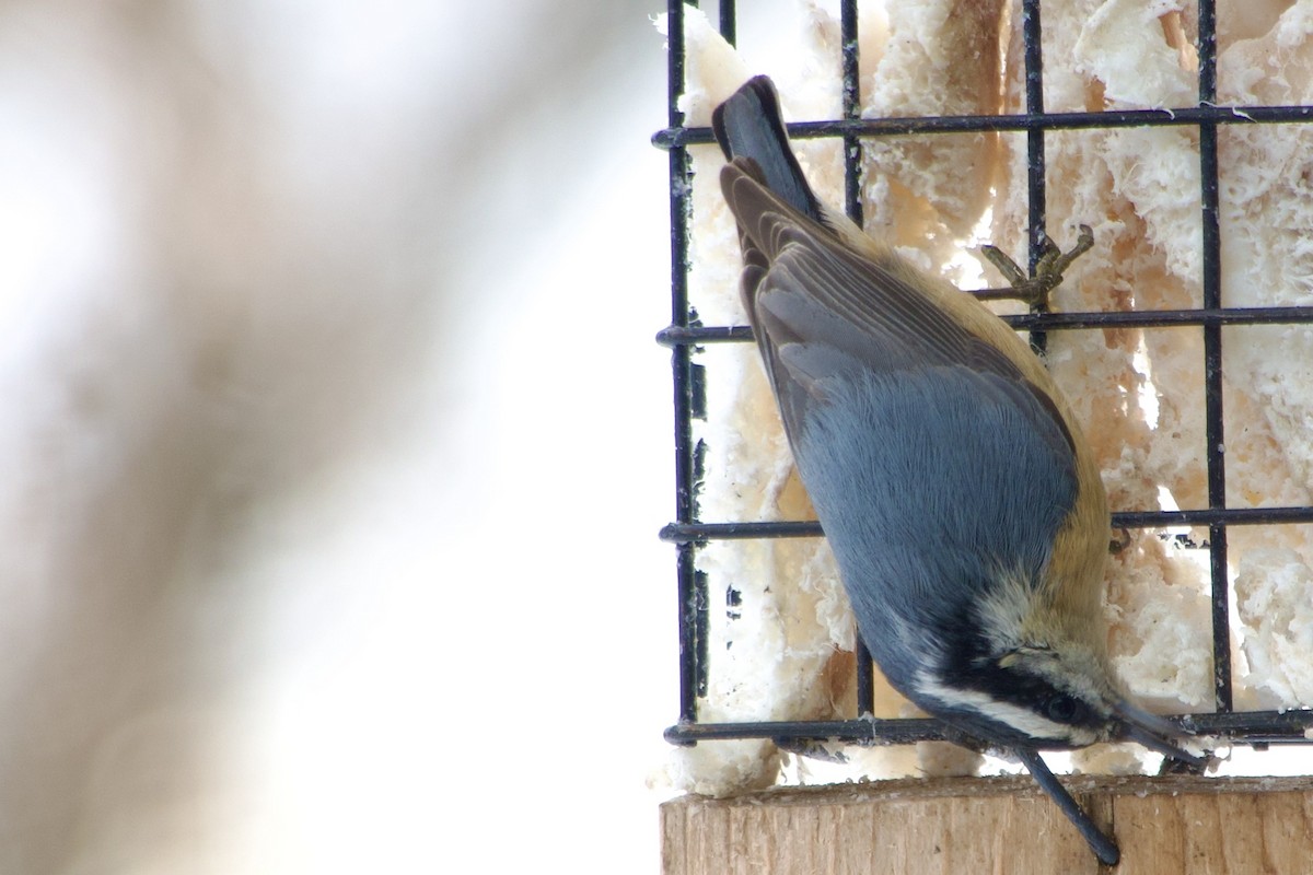 Red-breasted Nuthatch - ML646394689