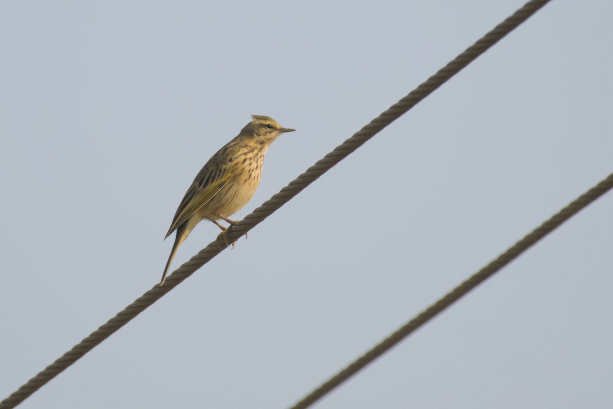 Rosy Pipit - ML646394690