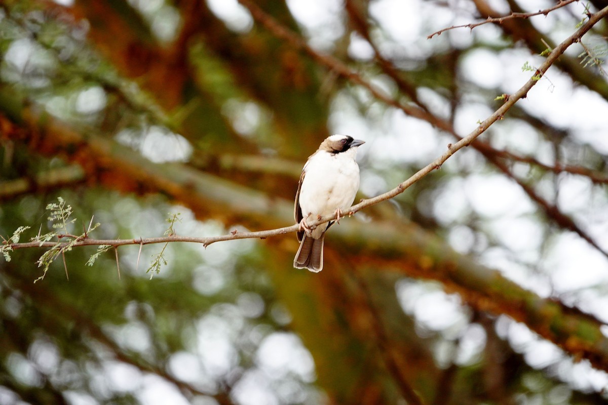 White-browed Sparrow-Weaver - ML646394691