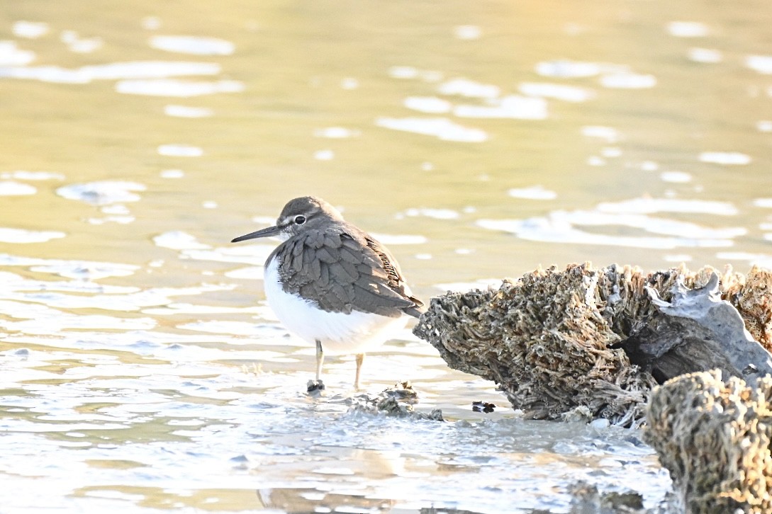 Common Sandpiper - ML646394692