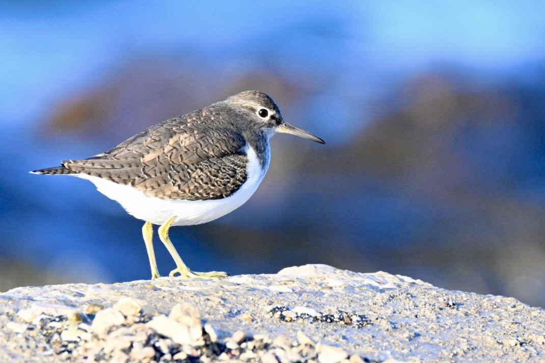 Common Sandpiper - ML646394693