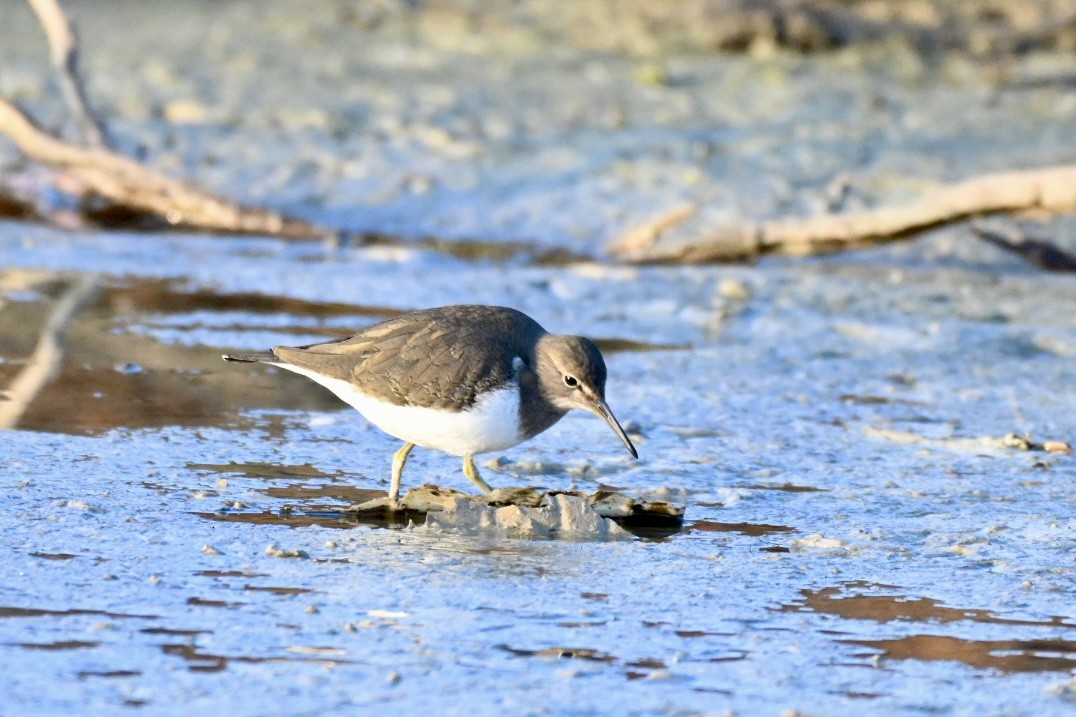Common Sandpiper - ML646394694