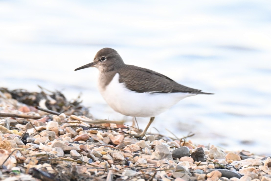 Common Sandpiper - ML646394695