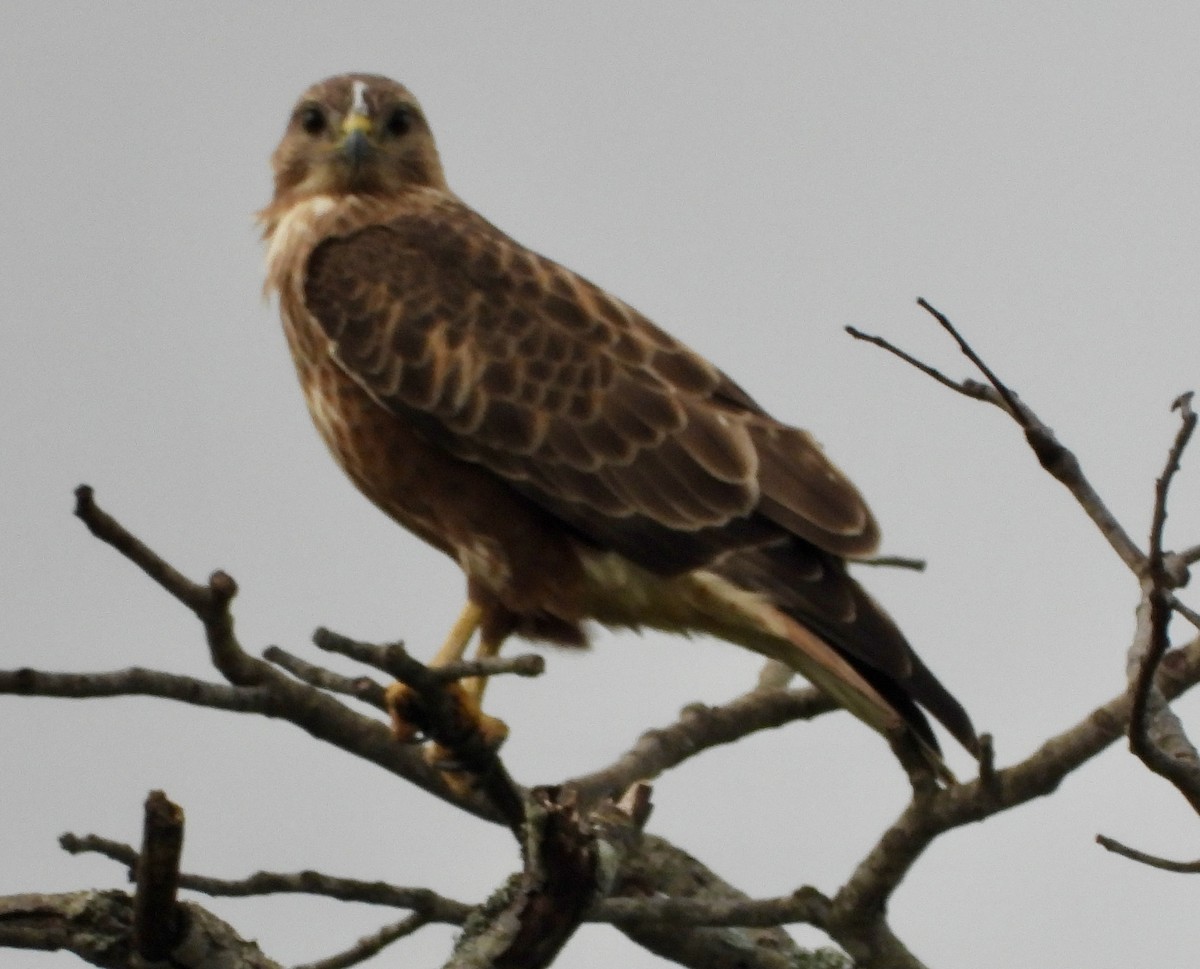 Common Buzzard - ML646394696