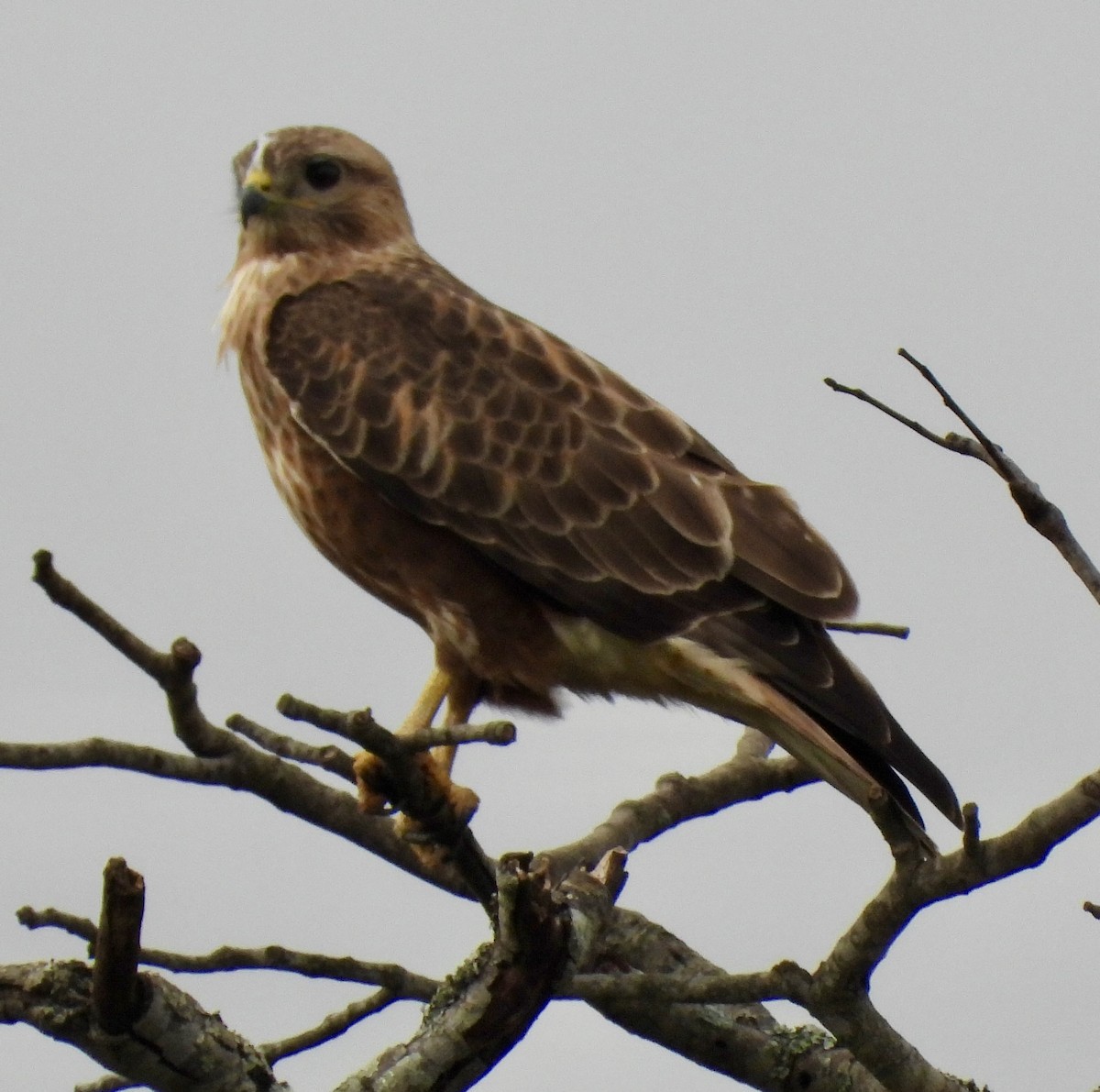 Common Buzzard - ML646394697