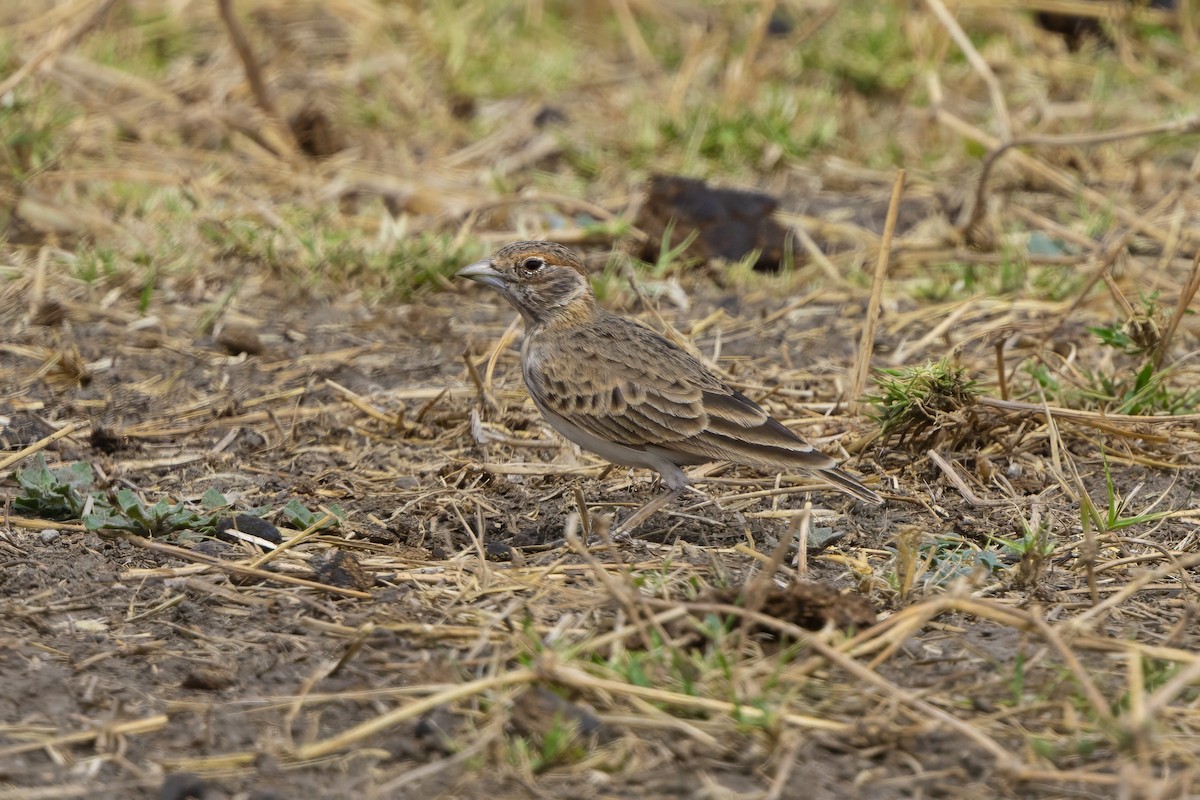 Fischer's Sparrow-Lark - ML646394698