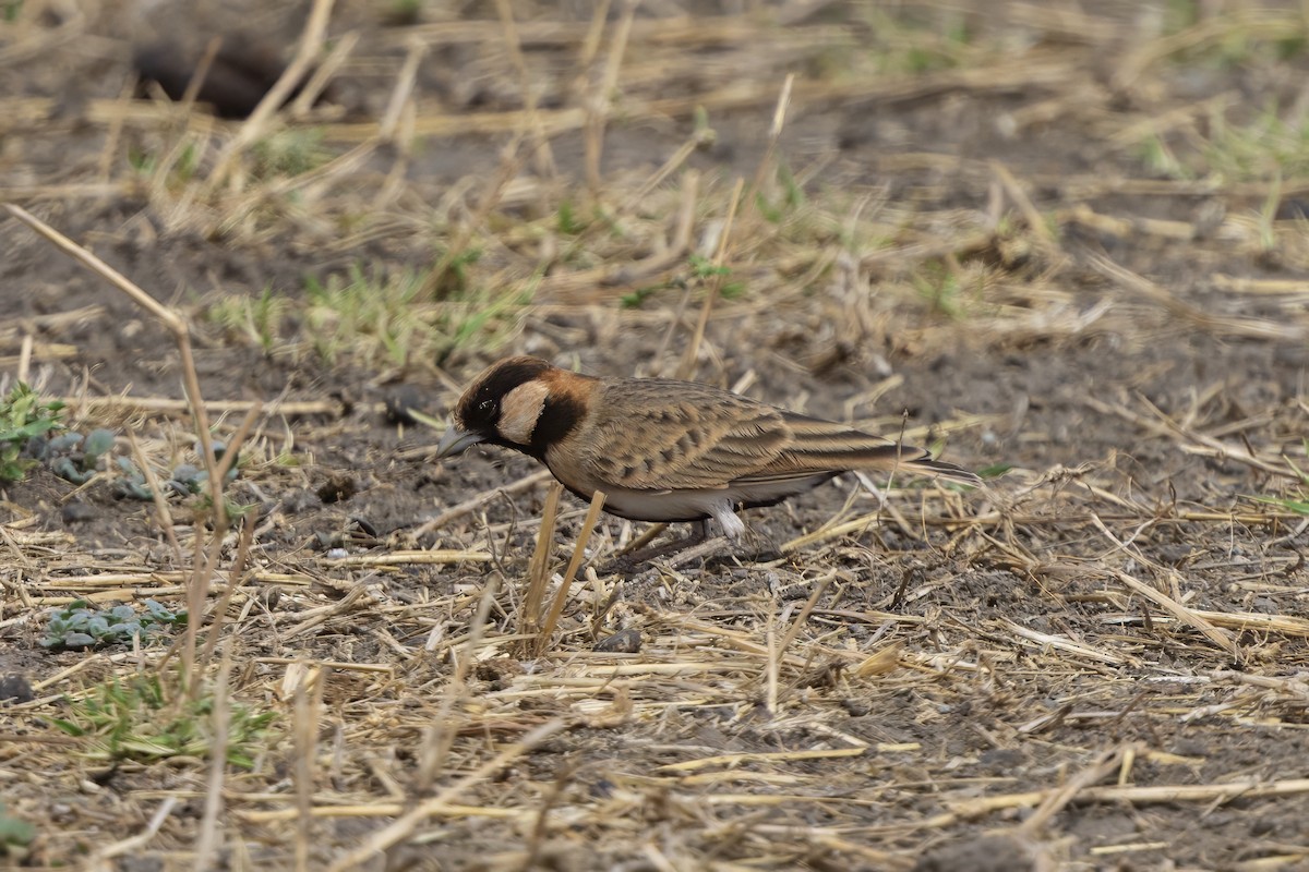 Fischer's Sparrow-Lark - ML646394699