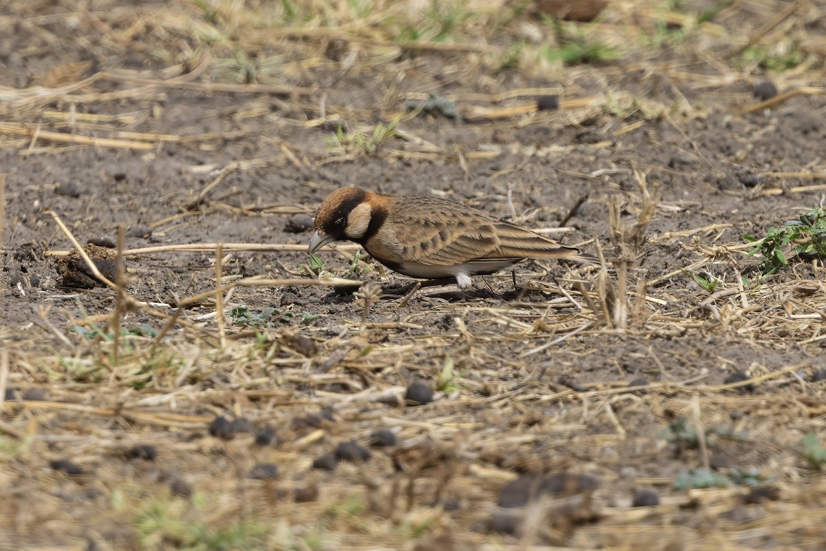 Fischer's Sparrow-Lark - ML646394700