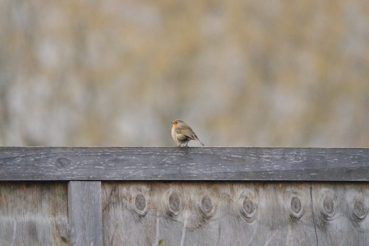 European Robin - ML646394701