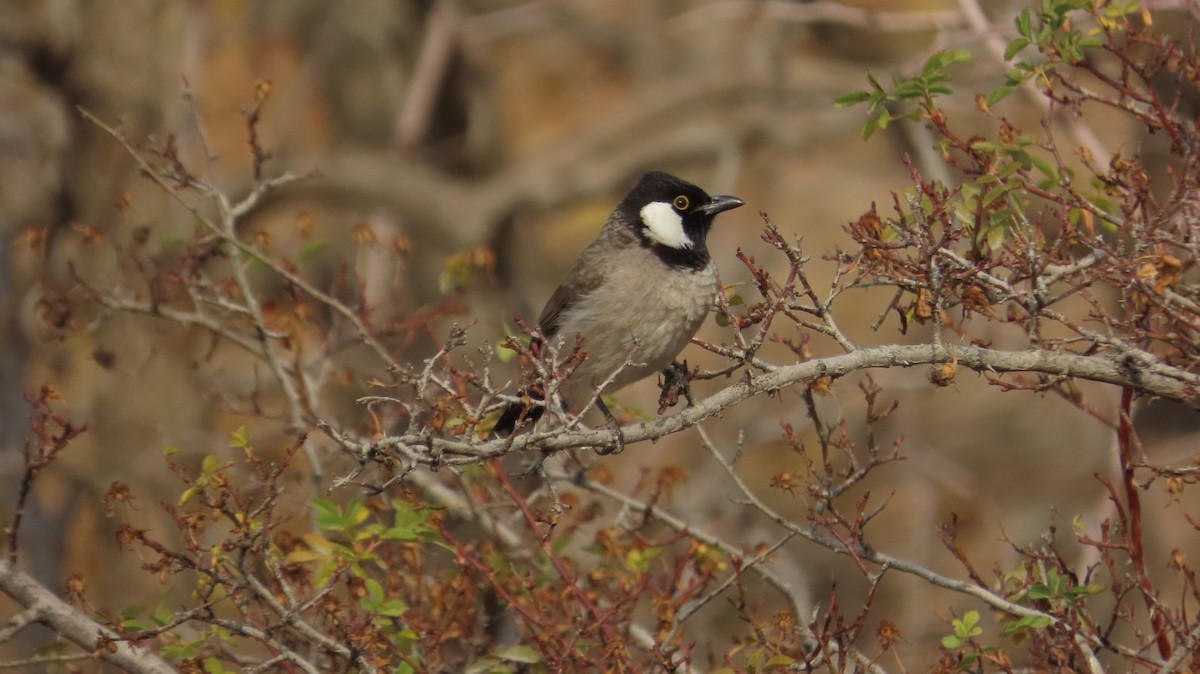 White-eared Bulbul - ML646394702