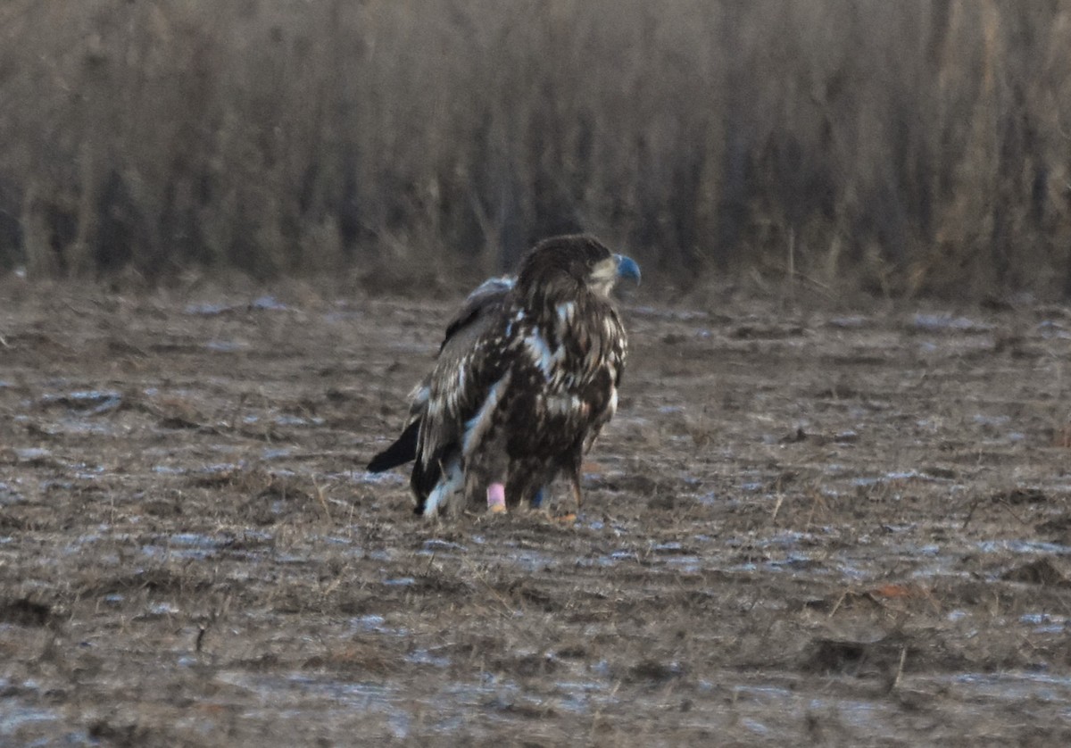 Aquila di mare - ML646394703