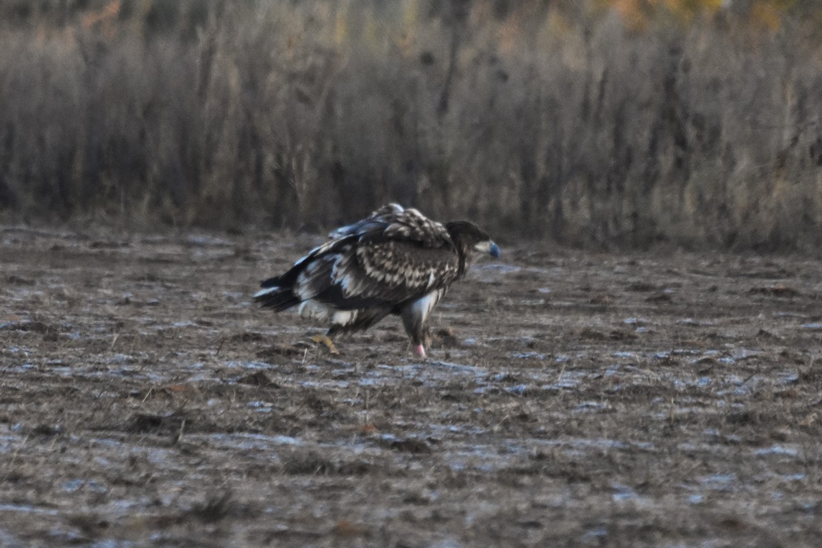 Aquila di mare - ML646394704