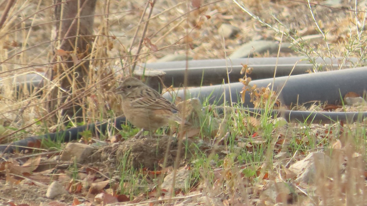 Rock Bunting - ML646394705
