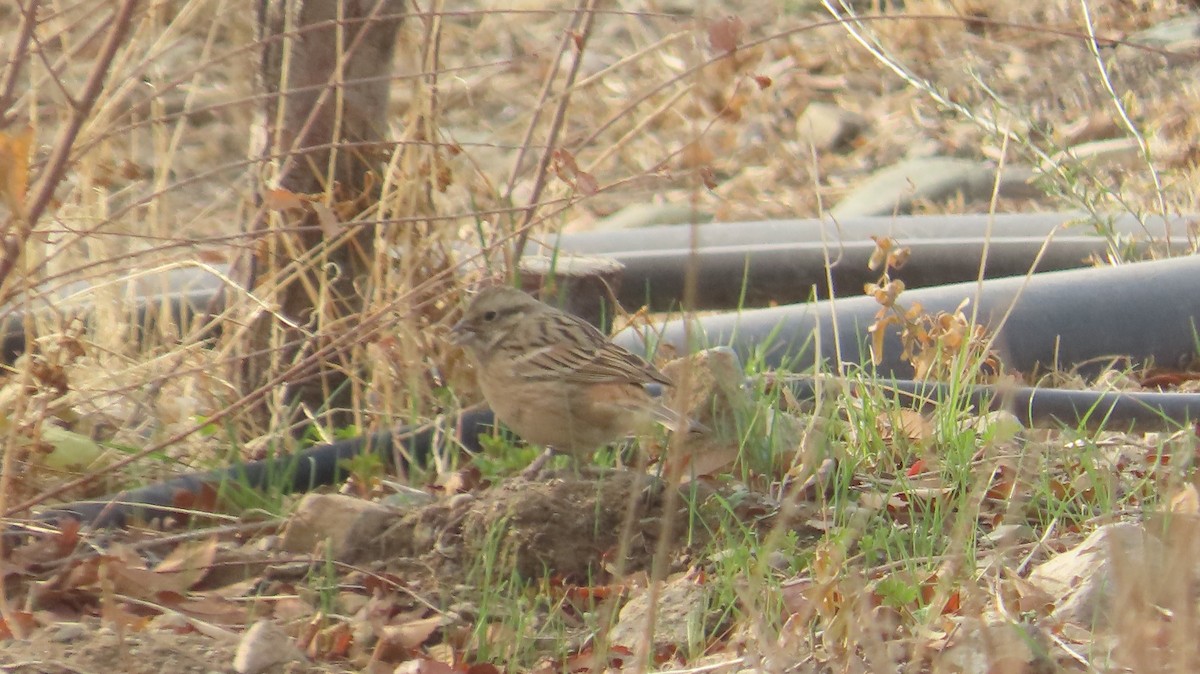 Rock Bunting - ML646394706