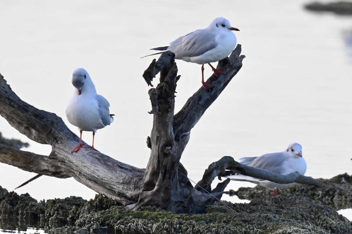 Black-headed Gull - ML646394707