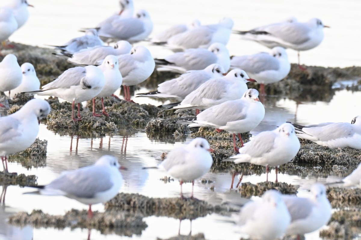 Black-headed Gull - ML646394708