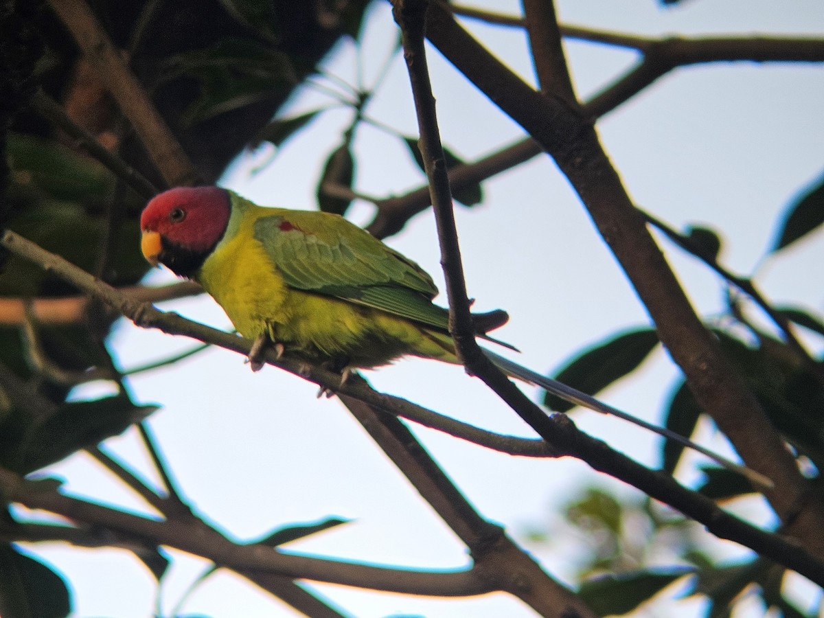 Plum-headed Parakeet - ML646394709