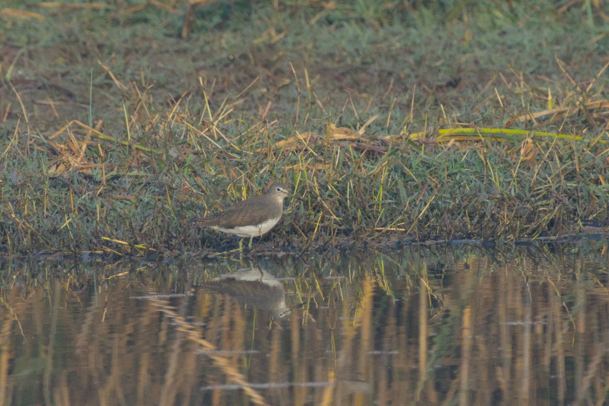 Green Sandpiper - ML646394711