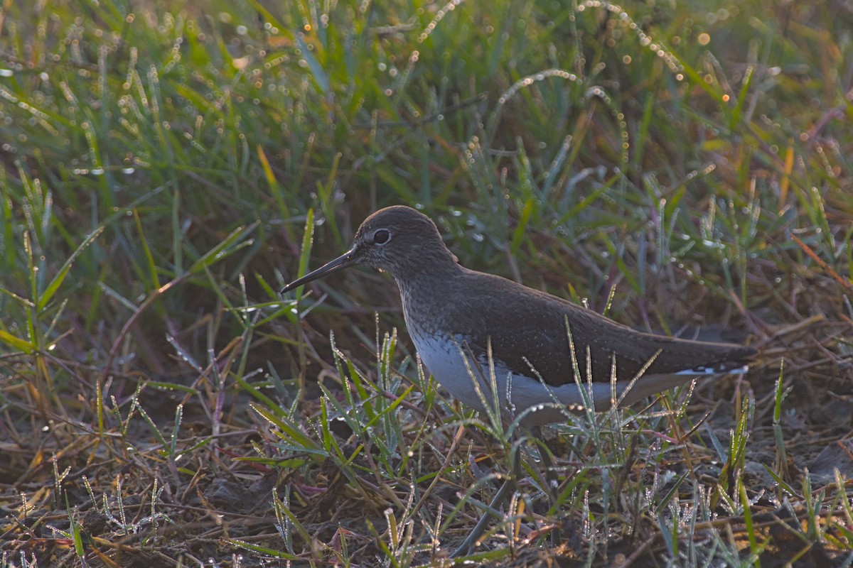 Green Sandpiper - ML646394712
