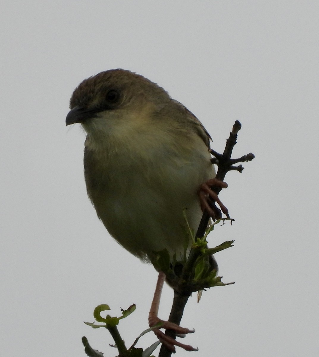 Croaking Cisticola - ML646394713