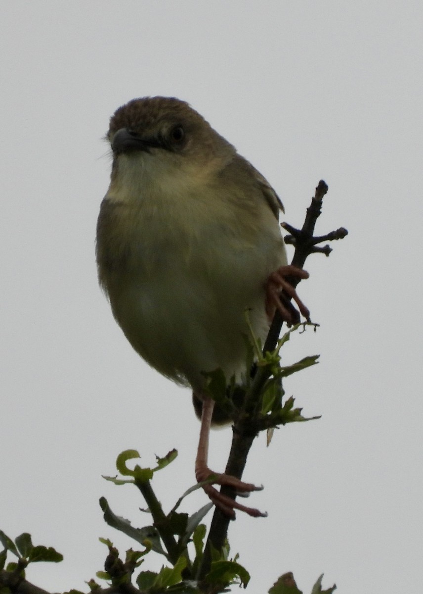 Croaking Cisticola - ML646394714