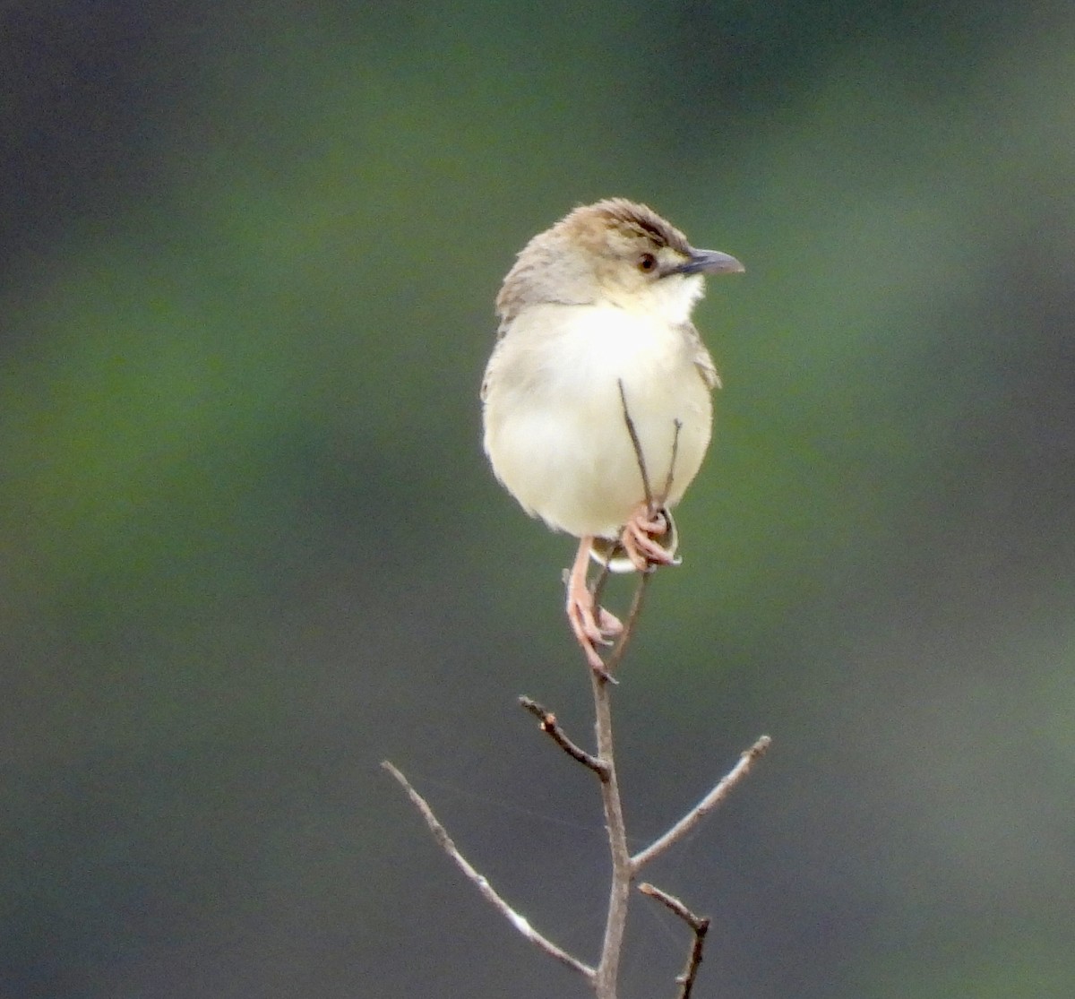 Croaking Cisticola - ML646394715