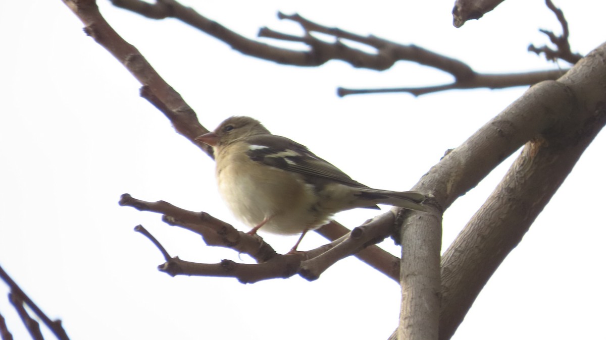 Common Chaffinch - ML646394716