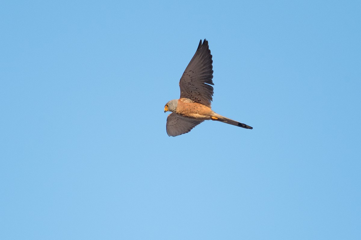 Lesser Kestrel - ML646394717