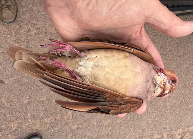 Paloma Perdiz Común - ML646394718