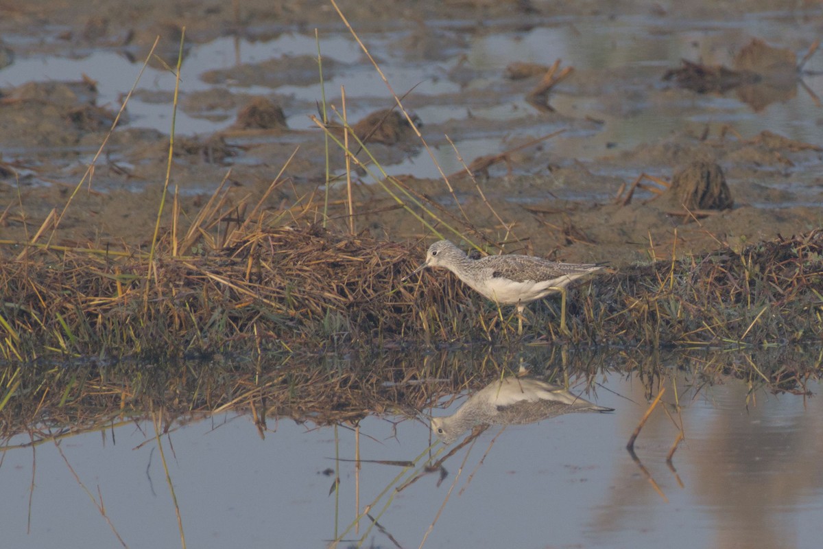 Common Greenshank - ML646394719