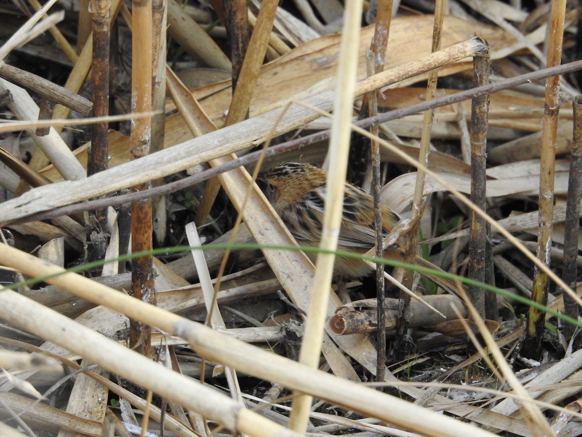 Zitting Cisticola - ML646394720