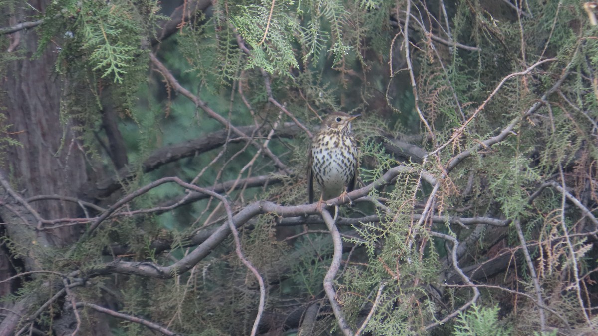 Song Thrush - ML646394721
