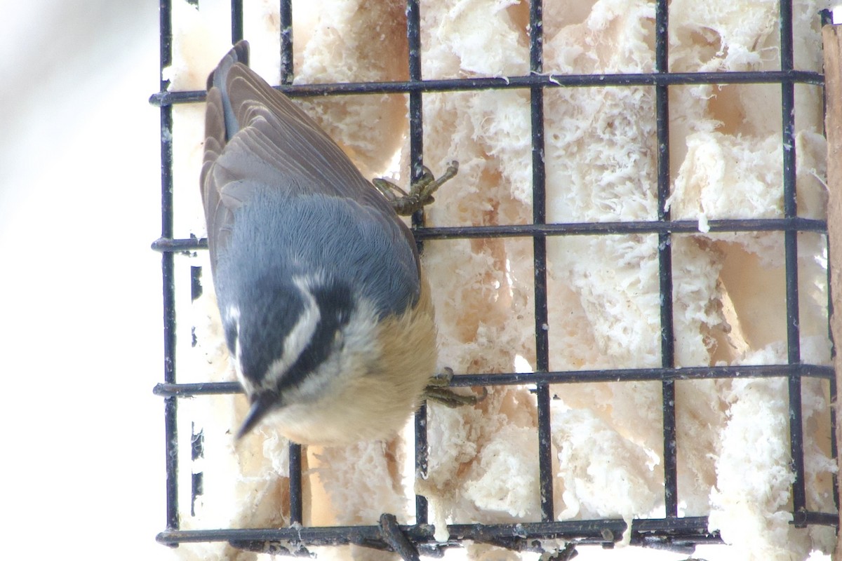 brhlík americký - ML646394730