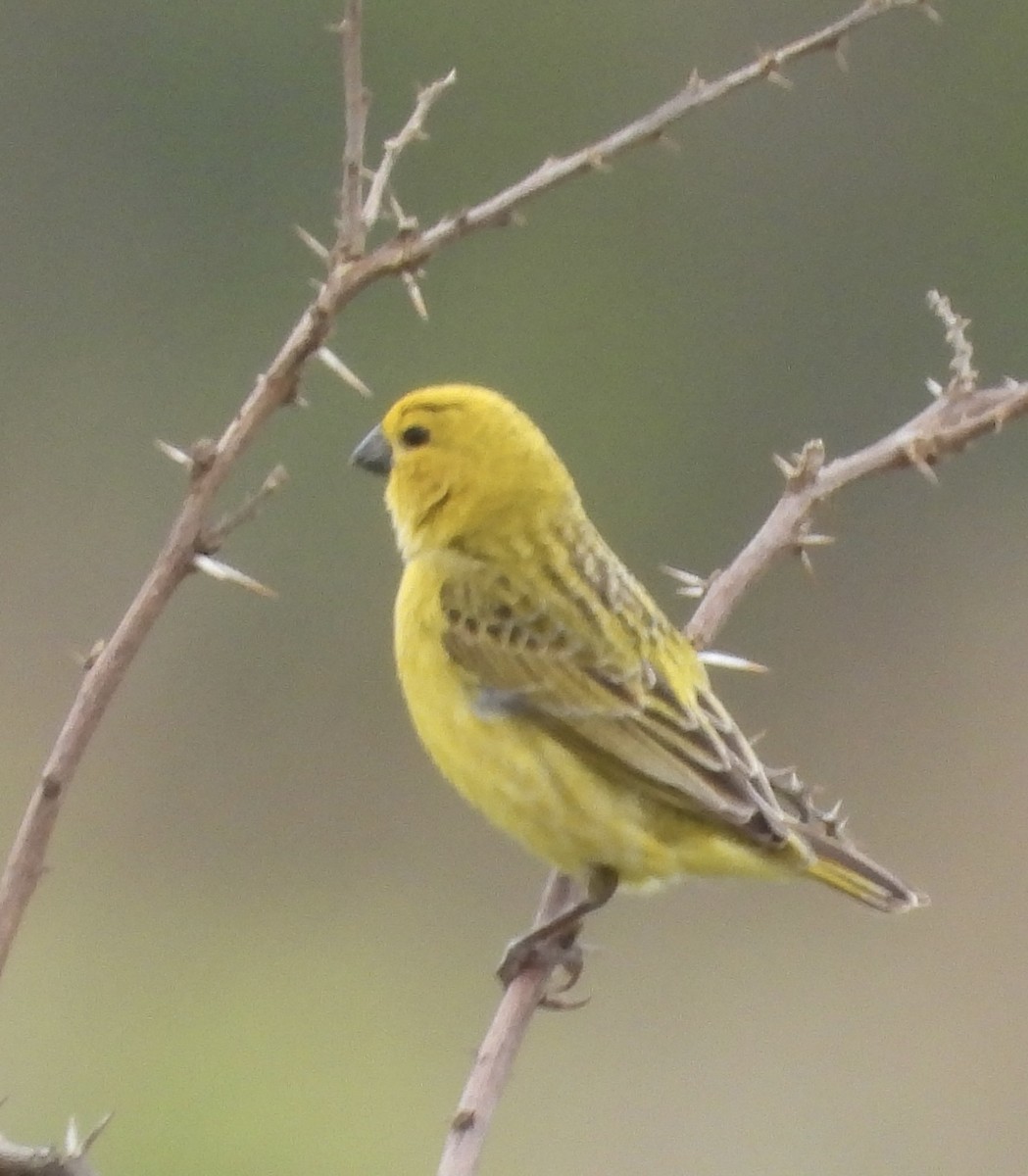 Parasitic Weaver - ML646394731