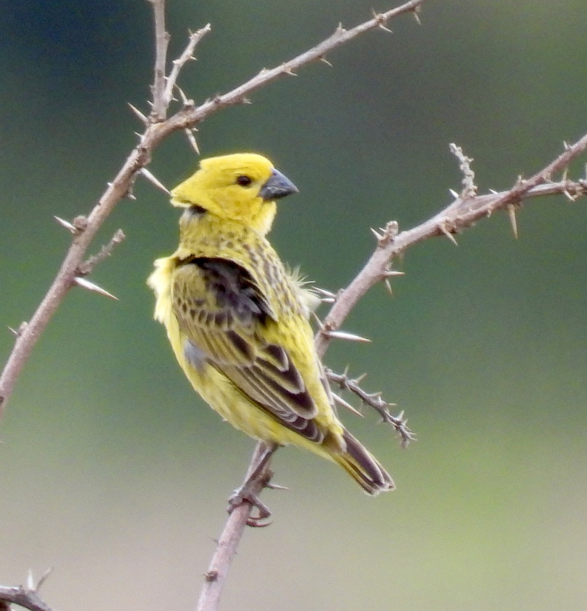 Parasitic Weaver - ML646394732