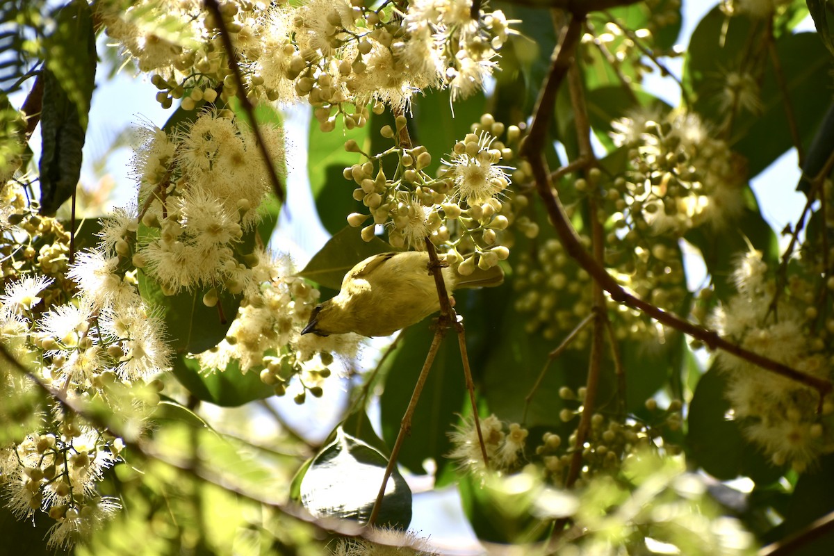 Yellow Honeyeater - ML646394734