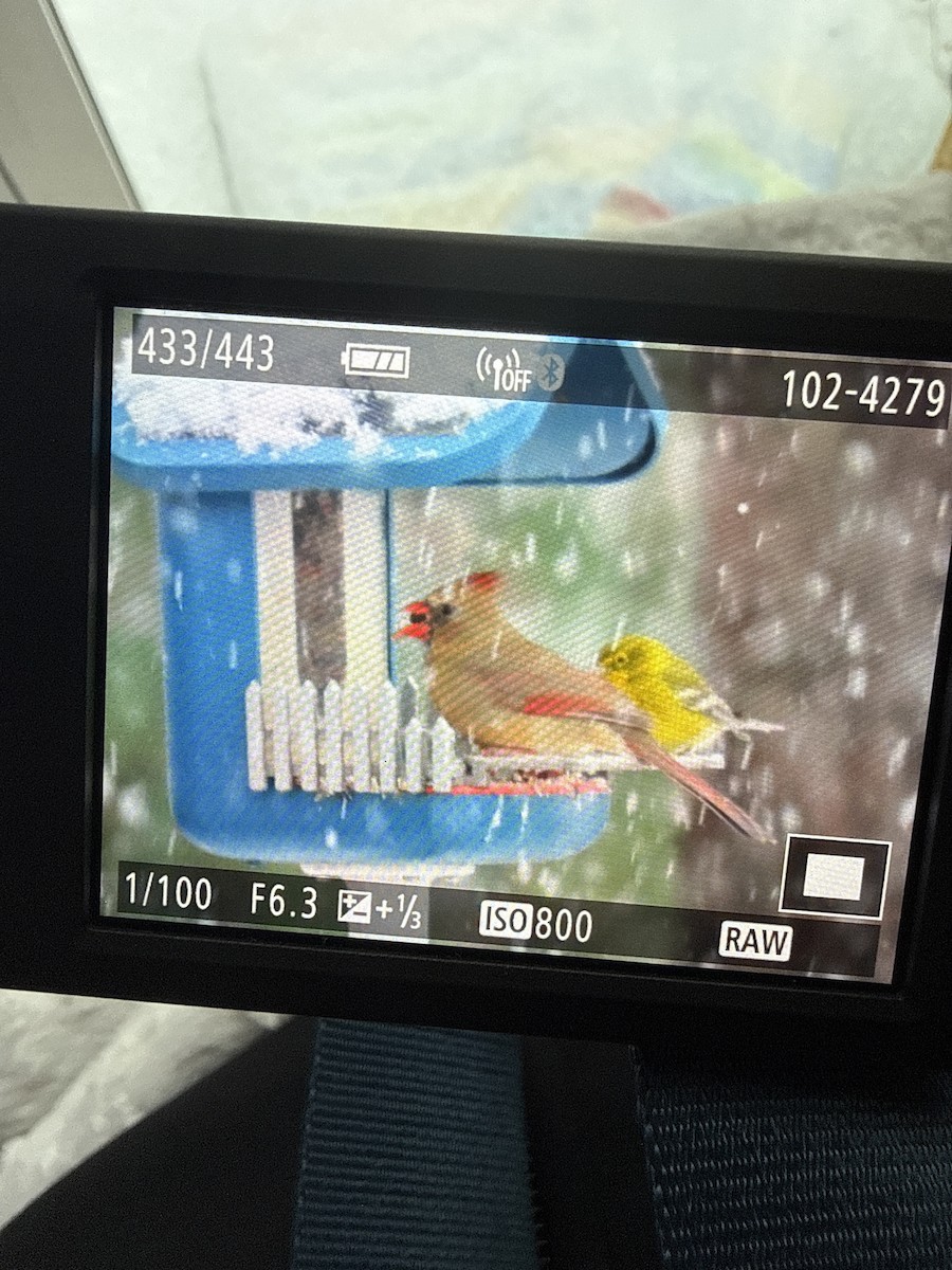 Pine Warbler - ML646394735