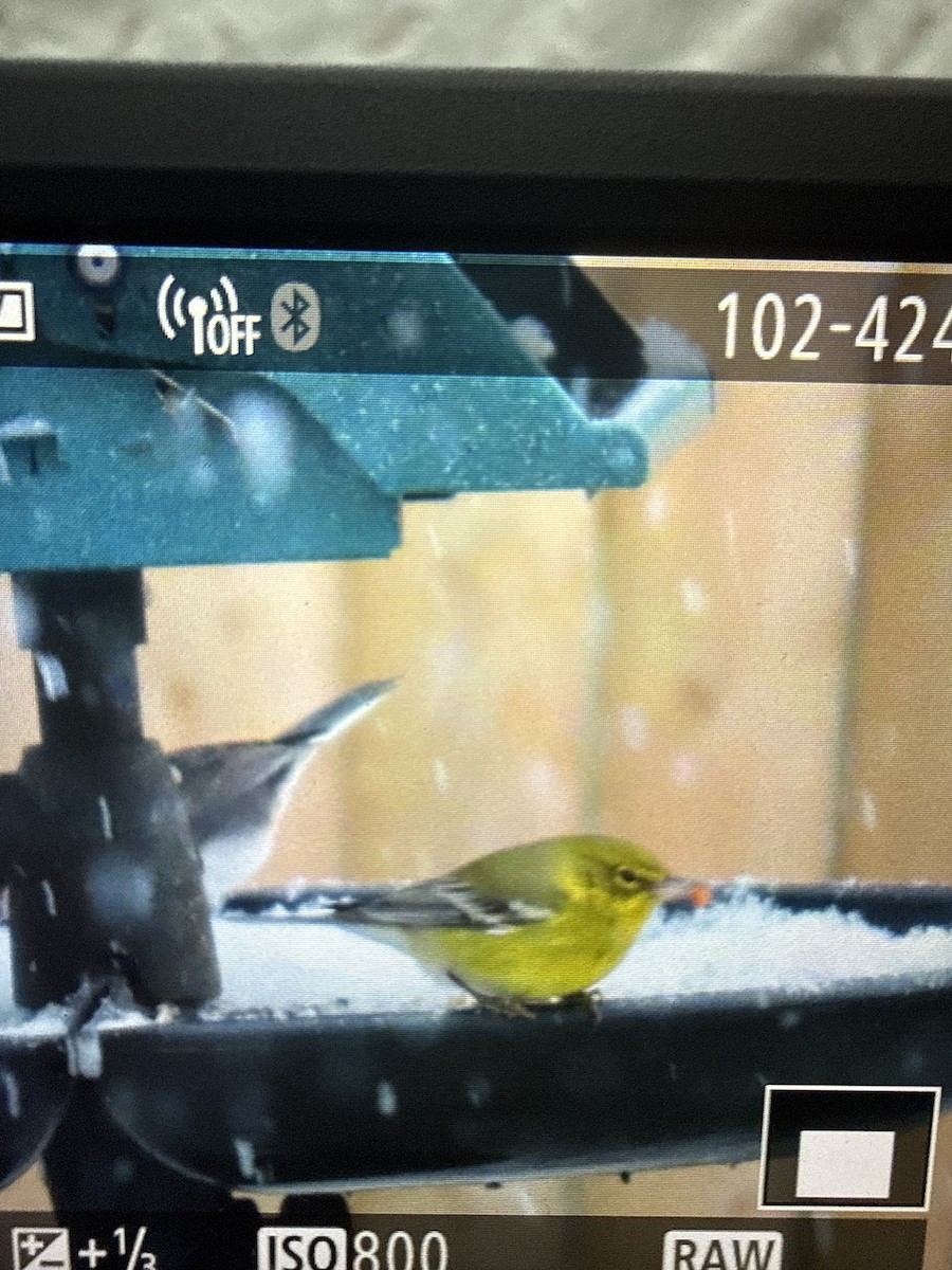 Pine Warbler - ML646394736