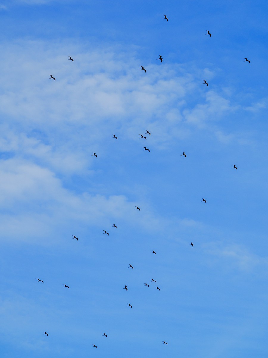 Magnificent Frigatebird - ML646394738