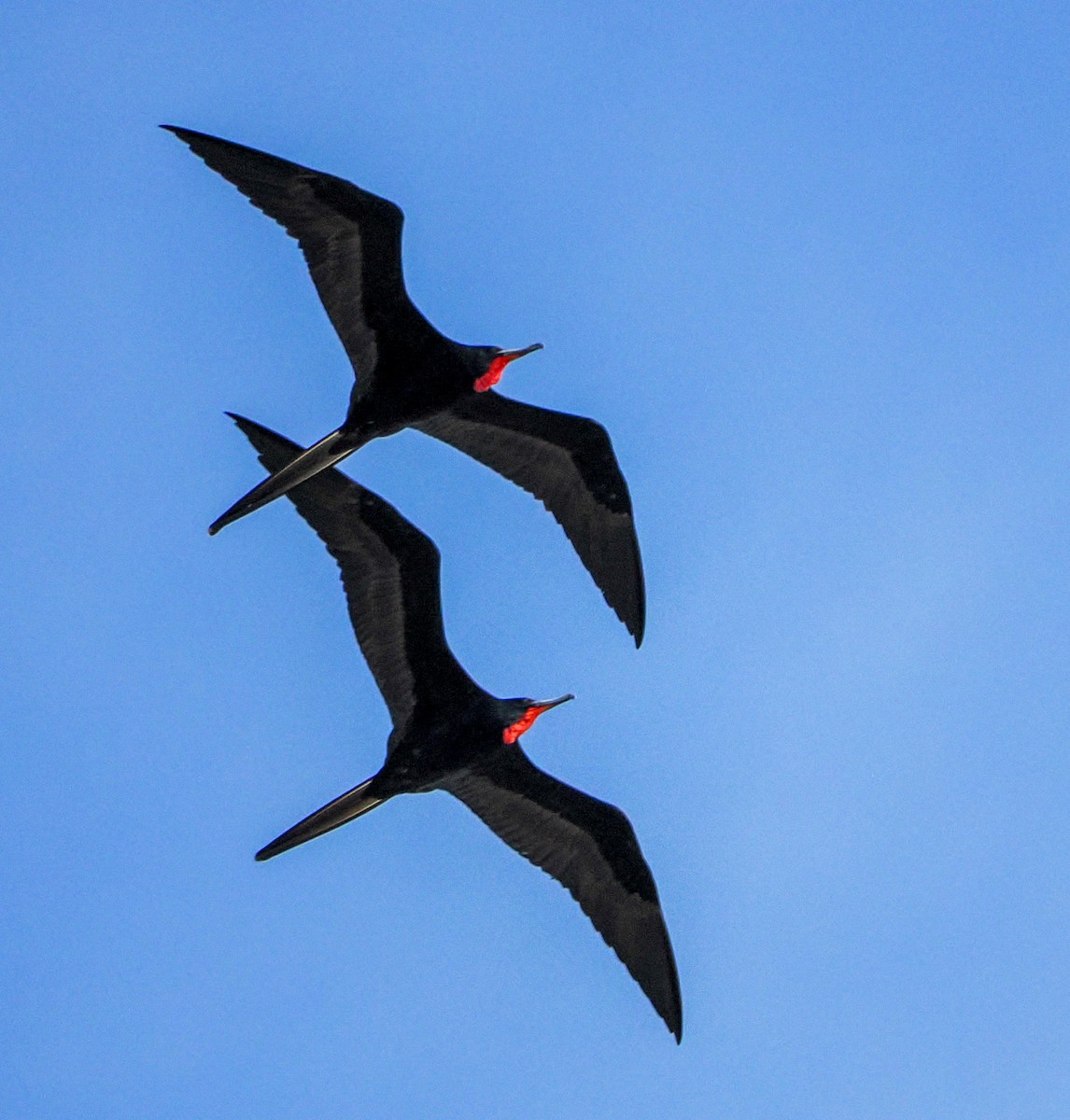 Magnificent Frigatebird - ML646394739