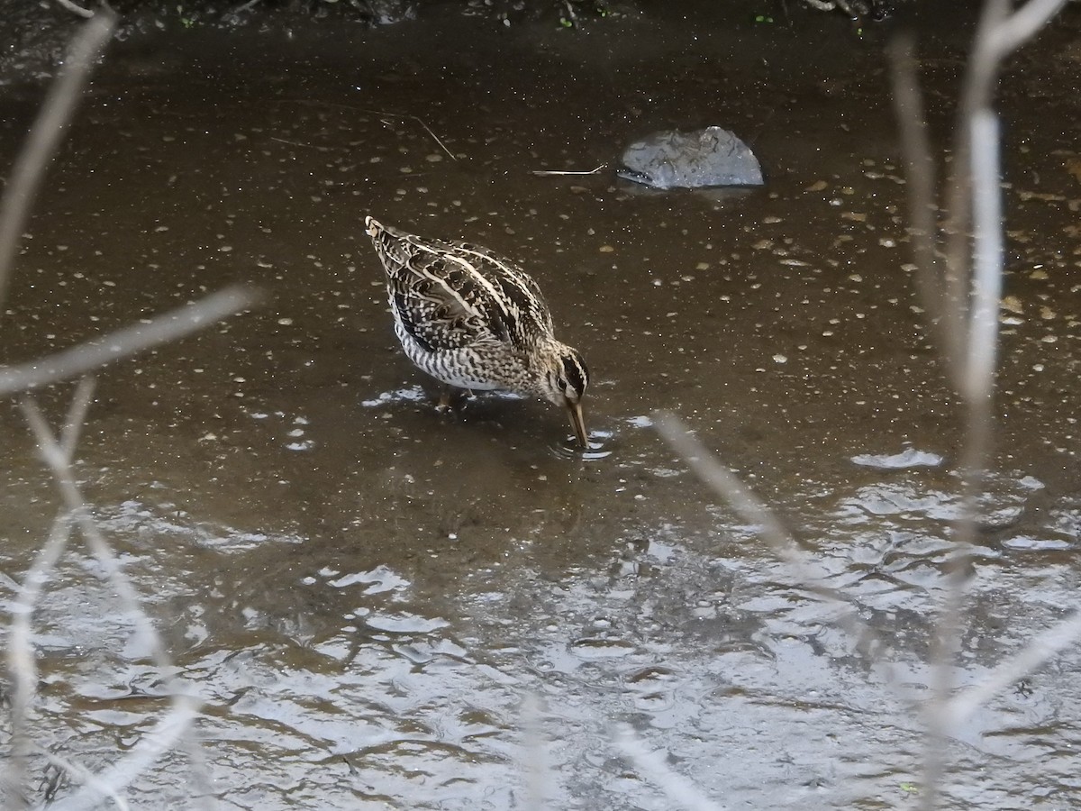 Common Snipe - ML646394745