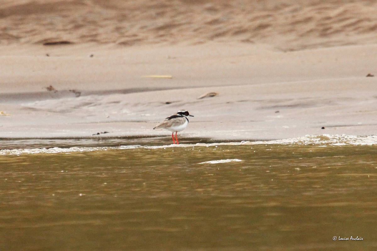 Pied Plover - ML646394750
