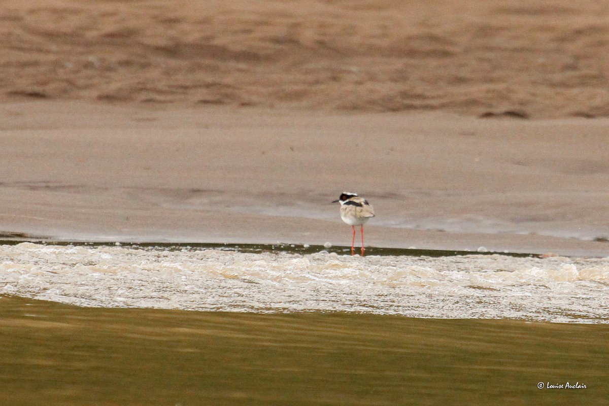 Pied Plover - ML646394751