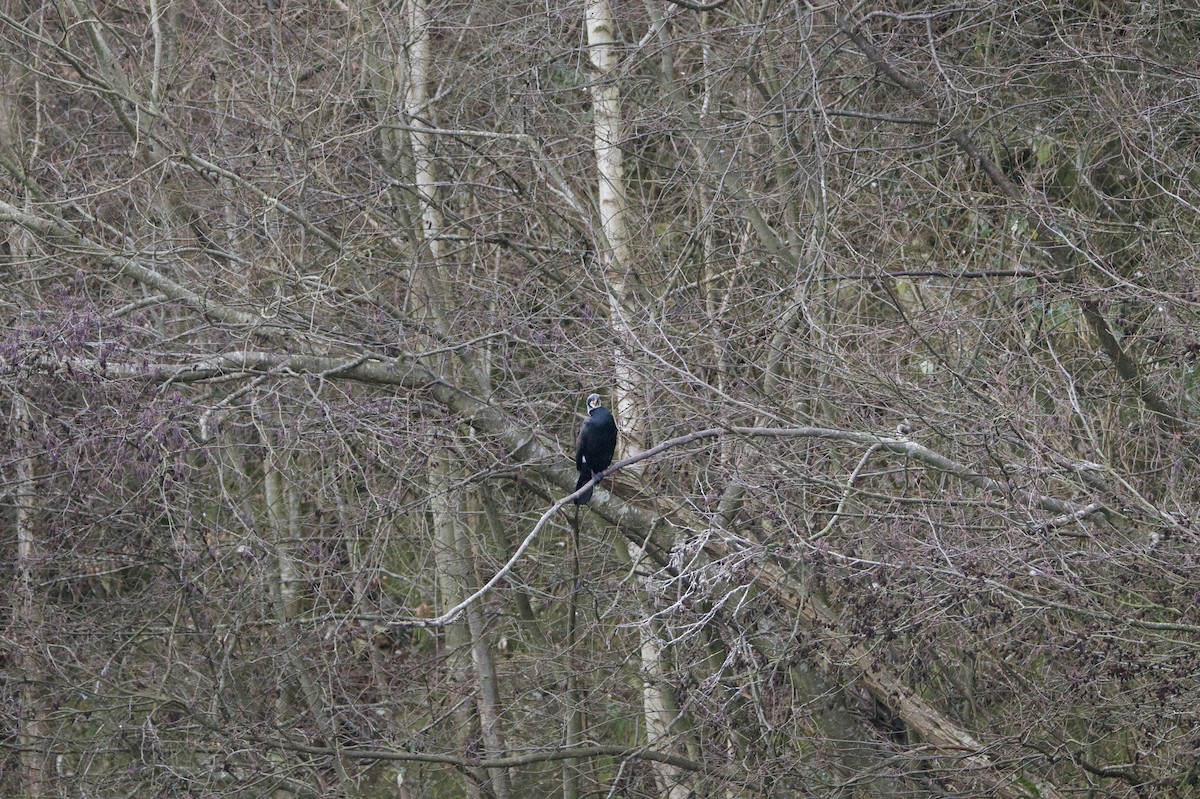 Большой баклан - ML646394753