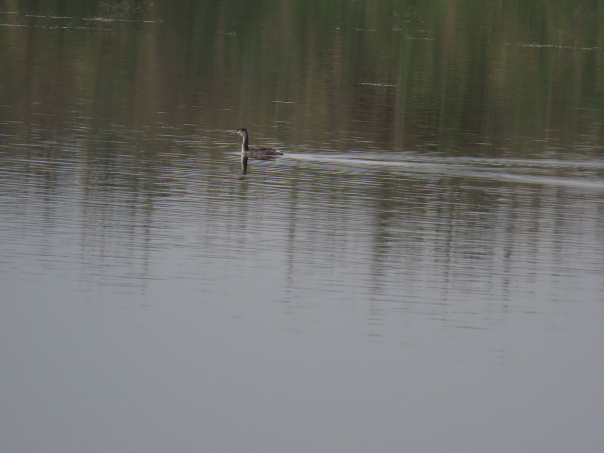 Great Crested Grebe - ML646394760